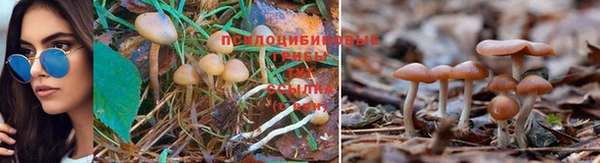 PSILOCYBIN Алексин